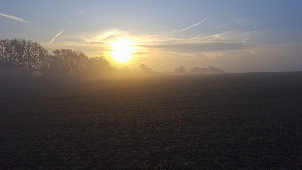 Misty Photos - Sunrise and Trees