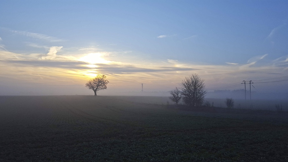 Misty Photos - Trees and Powerlines