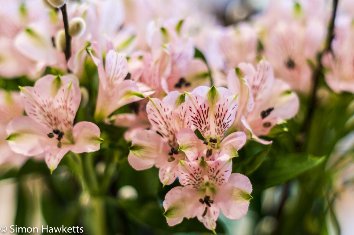 National Trust property Ickworth House pictures - Flowers in gift shop