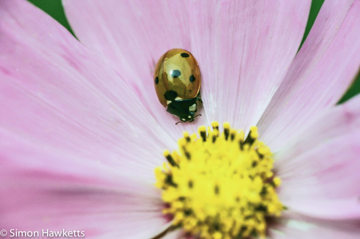 Pentax MZ-30 sample picture - Ladybird