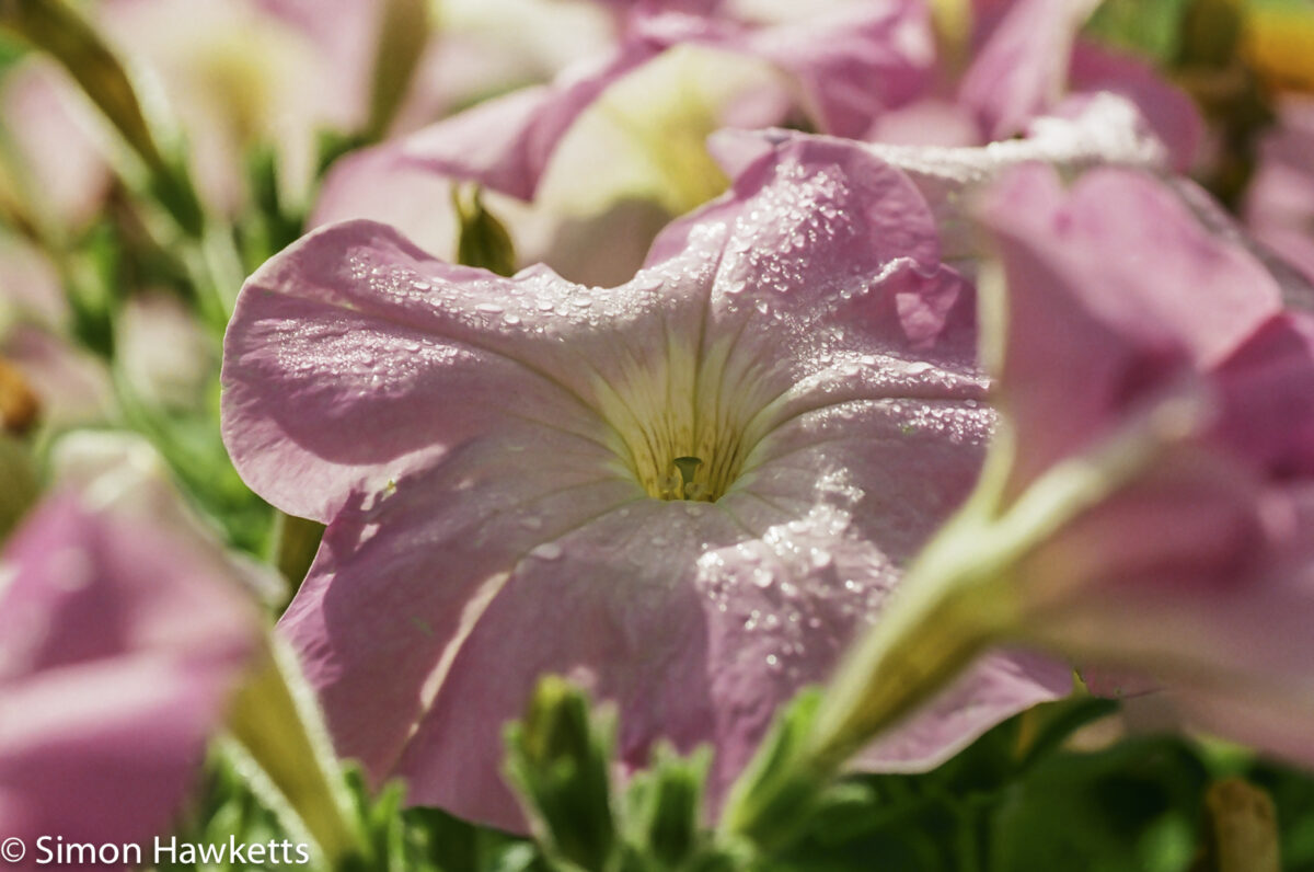 Pentax MZ-30 sample picture - Petunia