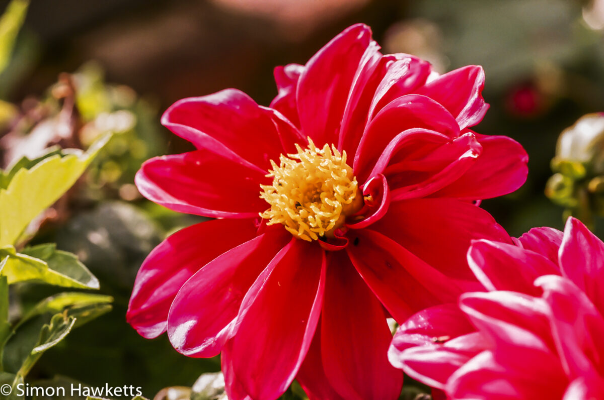 Pentax MZ-30 sample picture - Red Flower