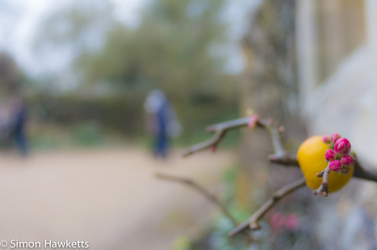 Pictures of Bennington Lordship - Small red berries