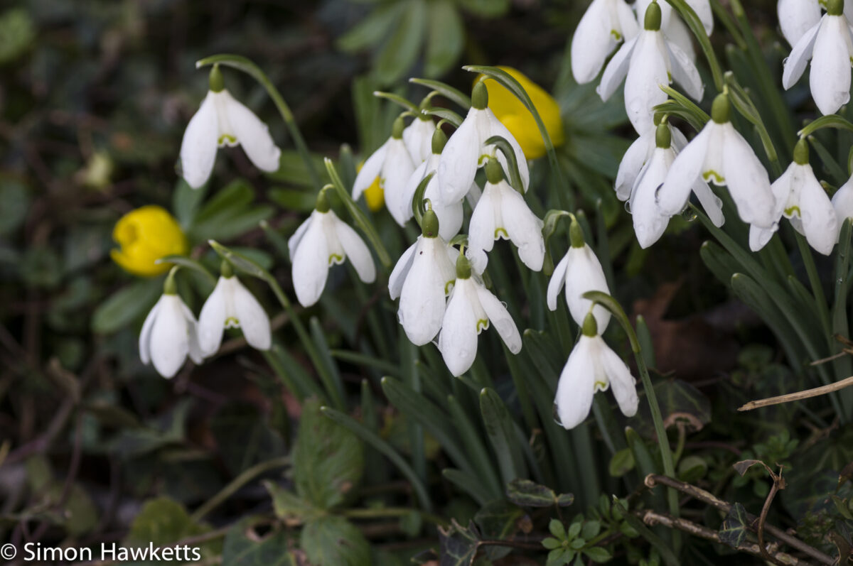 Pictures of Bennington Lordship - Snowdrops