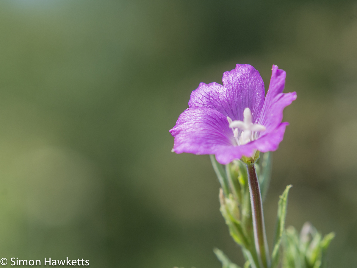 Ricoh GXR Leica A12 sensor with Macro lens - Small flower