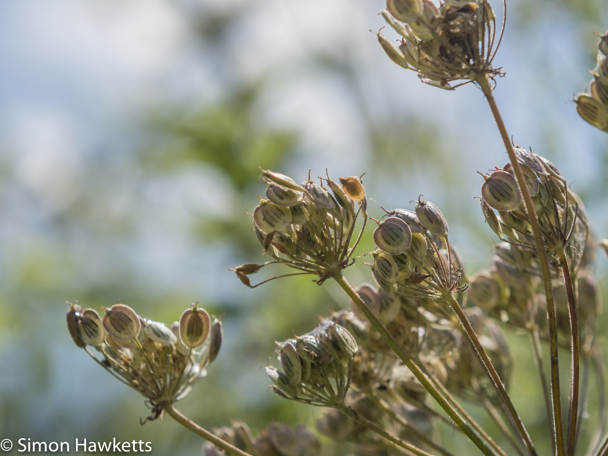 Ricoh GXR Leica A12 sensor with Macro lens - Seed heads