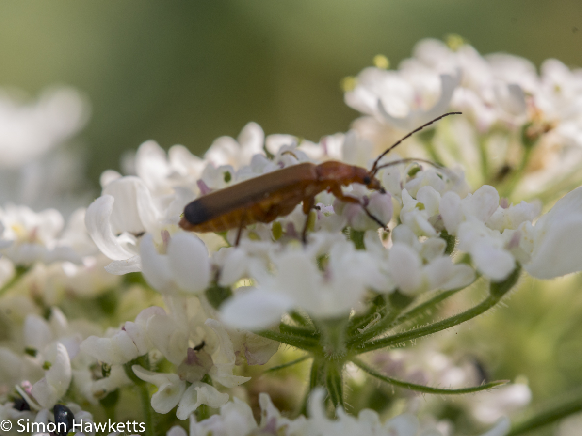 Ricoh GXR Leica A12 sensor with Macro lens - Soldier beetle