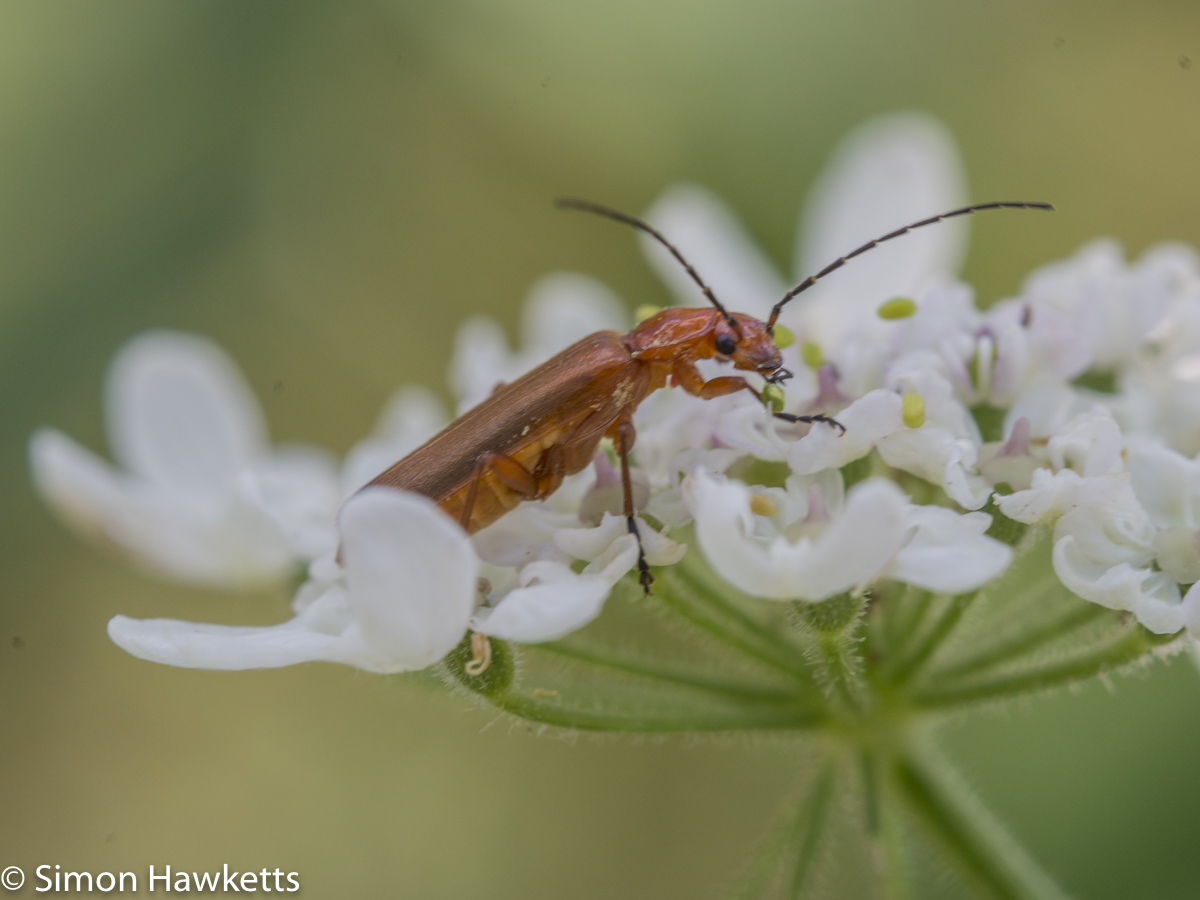 Ricoh GXR Leica A12 sensor with Macro lens - Soldier beetle