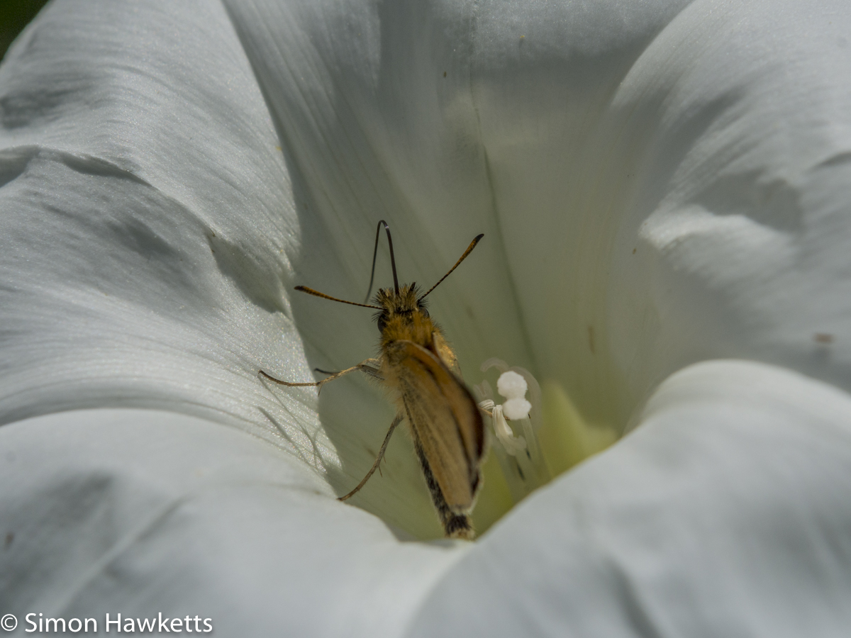 Ricoh GXR Leica A12 sensor with Macro lens - Small skipper butterfly
